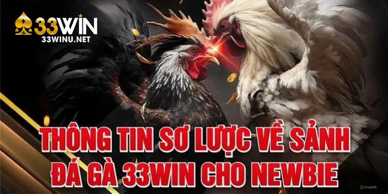 Đôi nét cần nắm về đá gà tại 33Win 